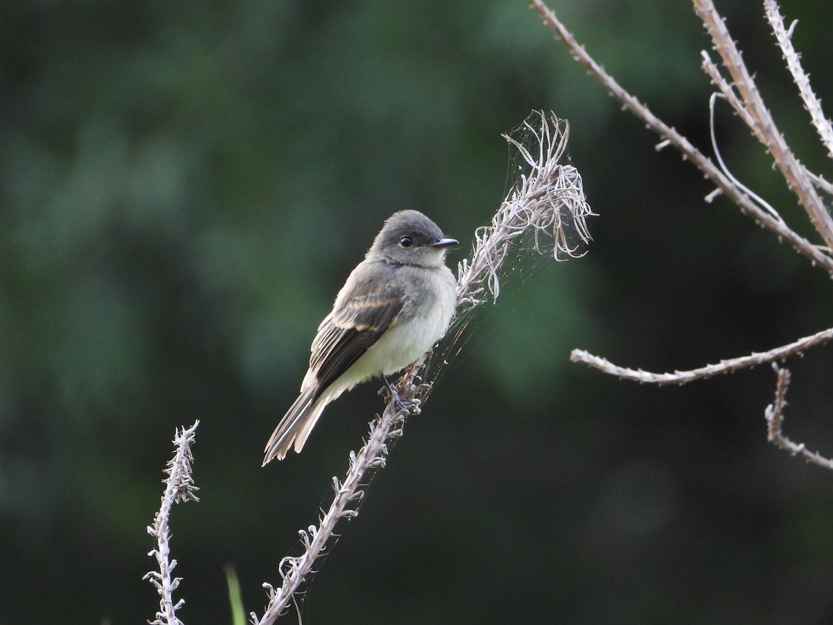 Eastern Phoebe - ML635273743