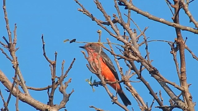 Vermilion Flycatcher - ML635273791