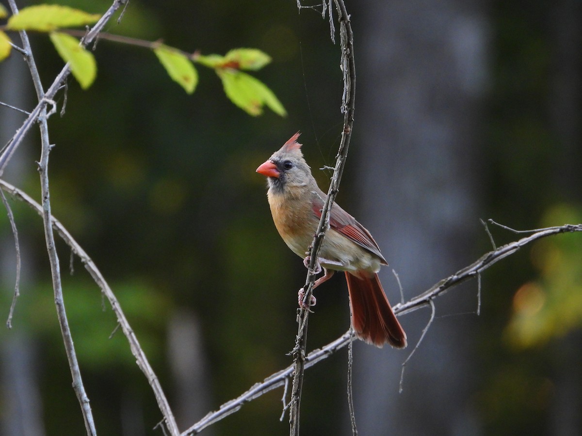 Northern Cardinal - ML635273917
