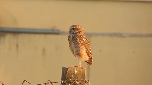 Burrowing Owl - ML635273920
