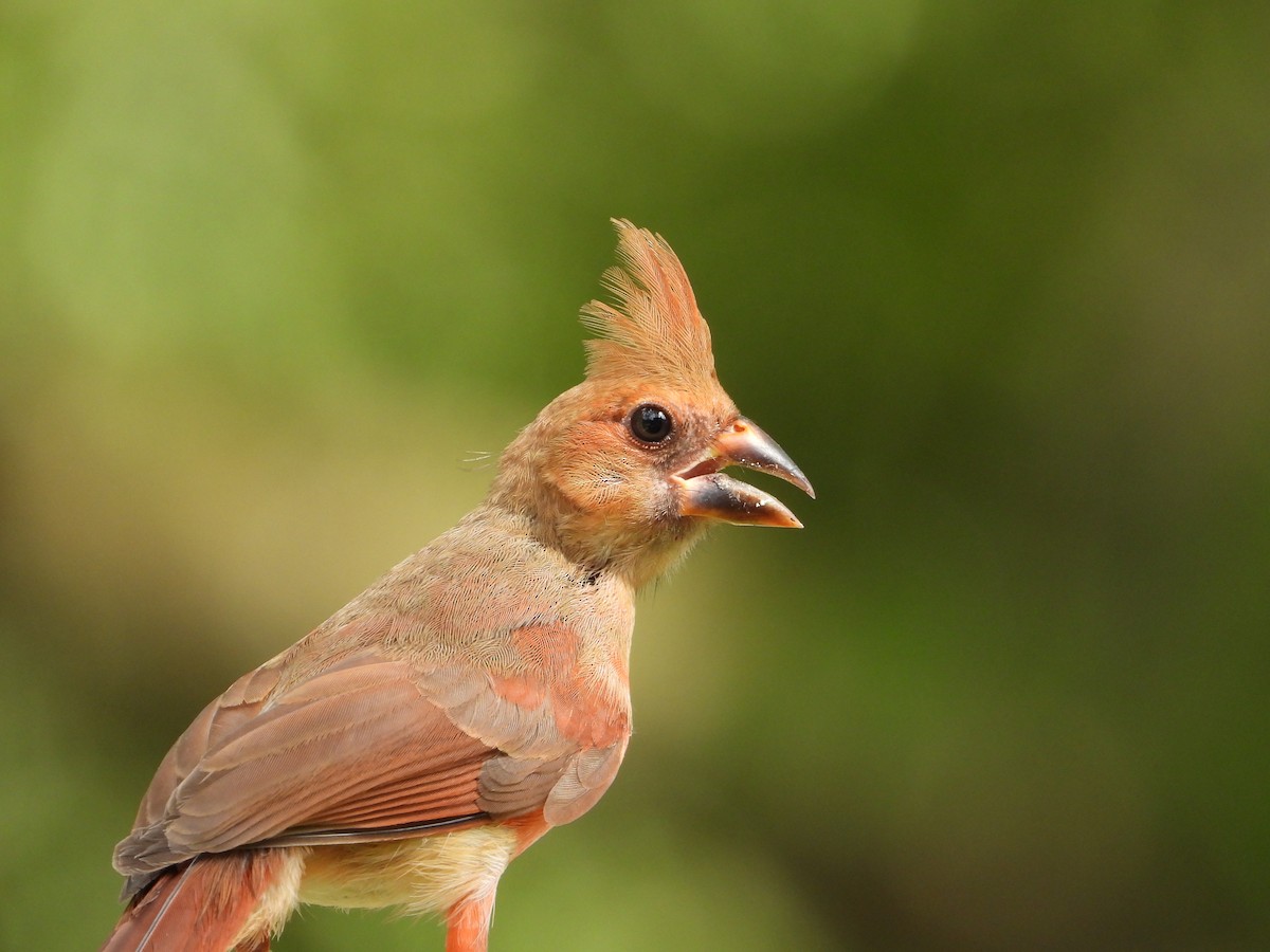 Northern Cardinal - ML635273960