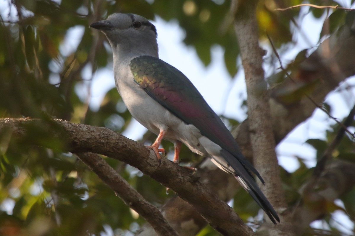 Cuckoo-roller - ML635274099