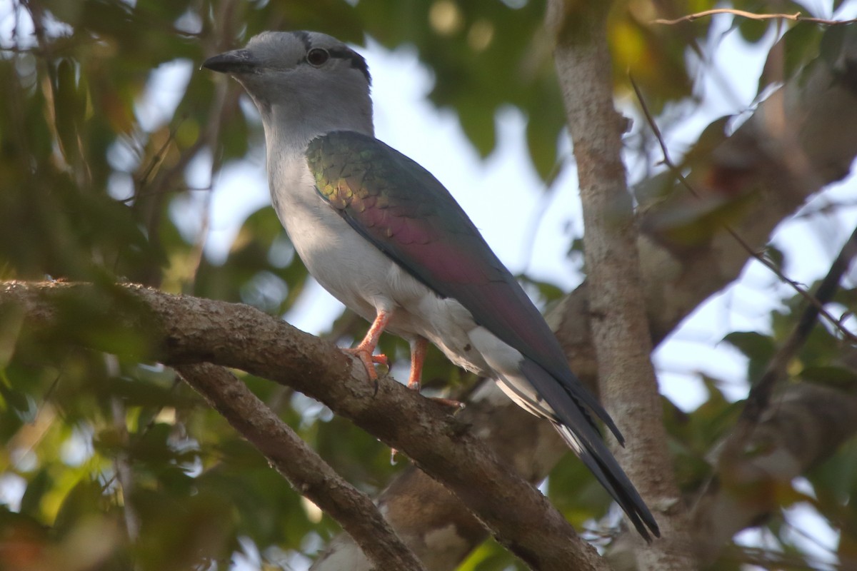 Cuckoo-roller - ML635274103