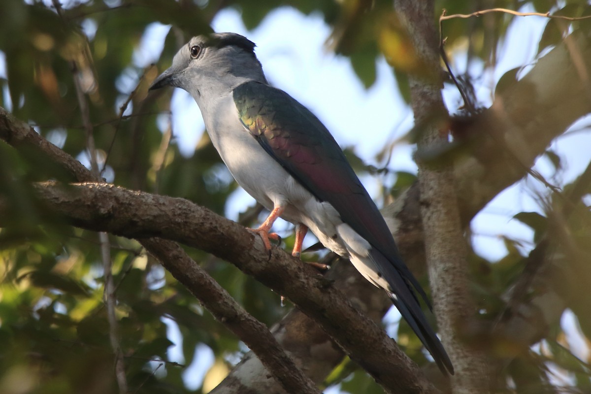 Cuckoo-roller - ML635274105