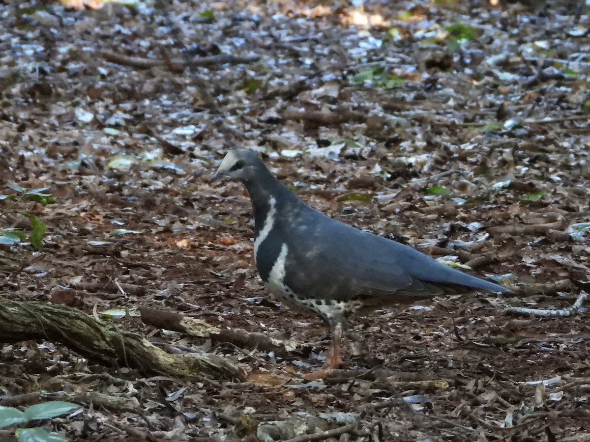 Wongataube - ML635274142