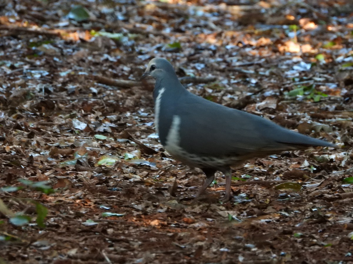 Wongataube - ML635274143