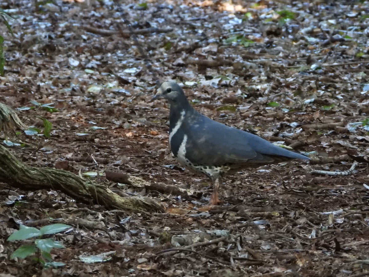 Wongataube - ML635274144