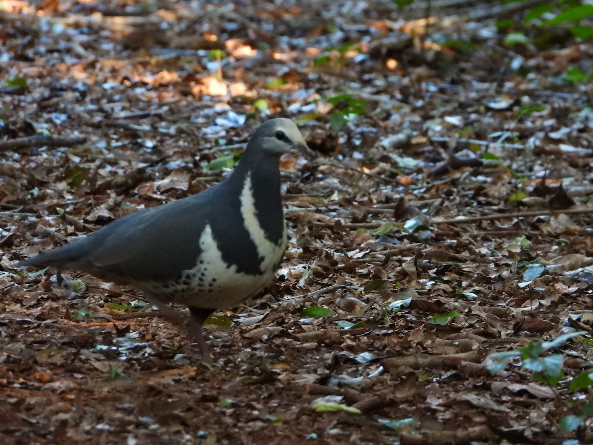 Wongataube - ML635274145