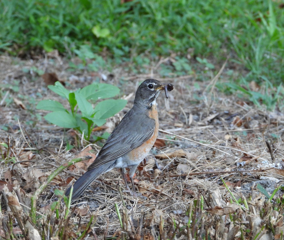 American Robin - ML635274203