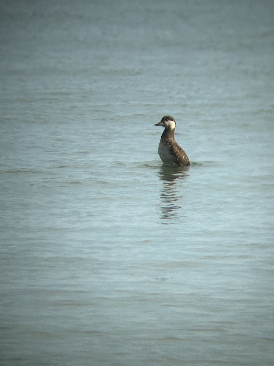 Black Scoter - ML635274267