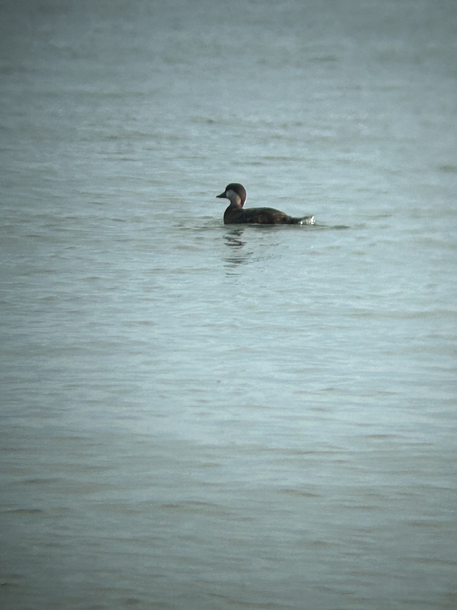 Black Scoter - ML635274268
