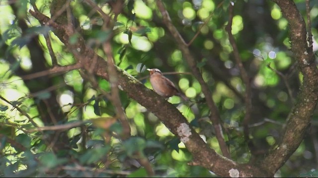 Mountain Wren - ML635274303