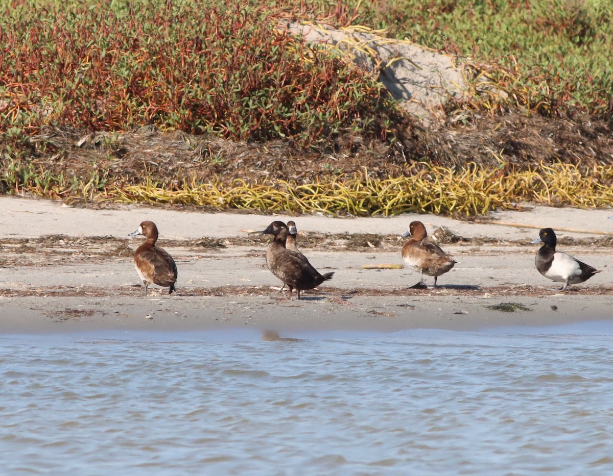 Surf Scoter - ML635274333