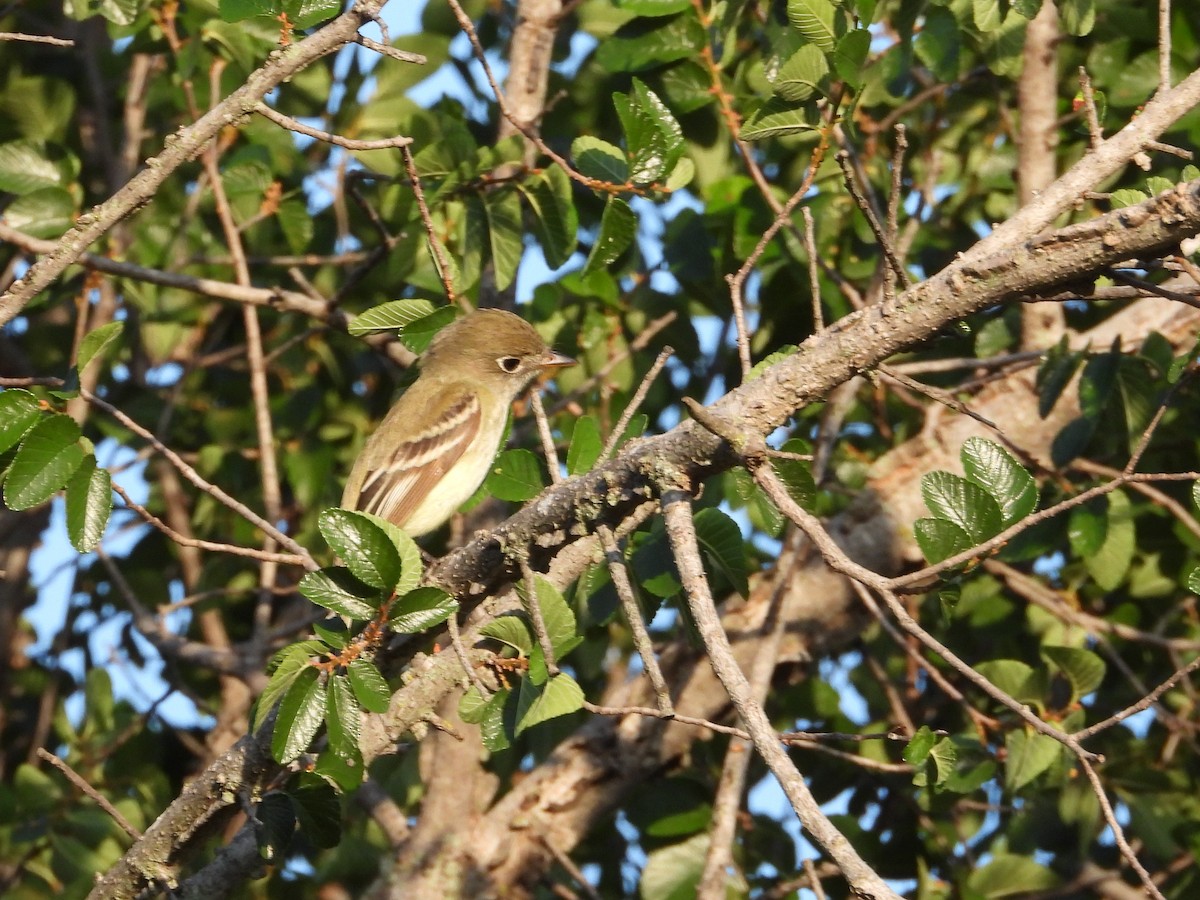 Least Flycatcher - ML635274336
