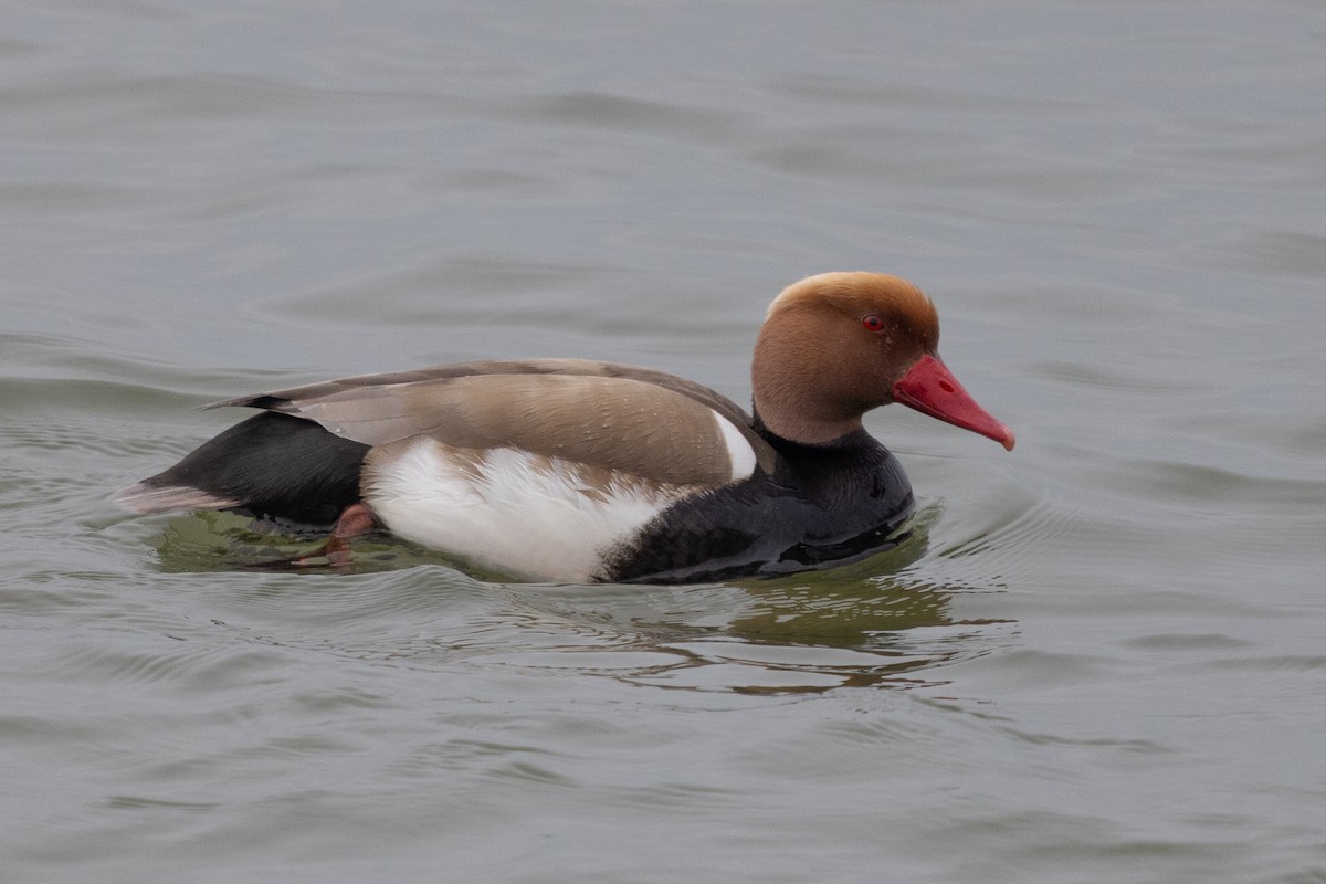 Red-crested Pochard - ML635274365