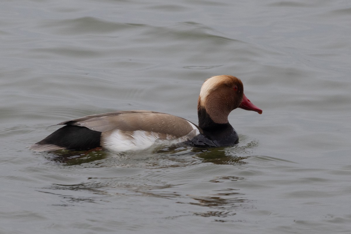 Red-crested Pochard - ML635274366