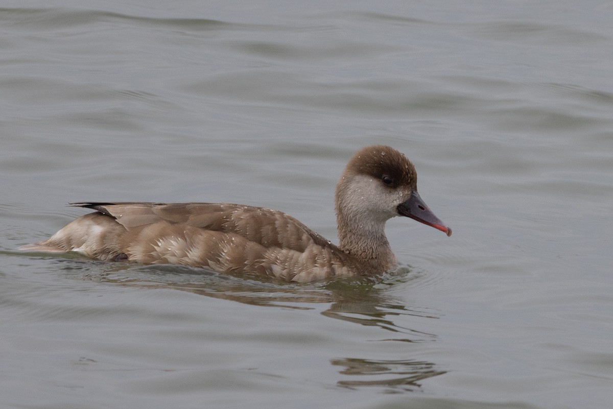Red-crested Pochard - ML635274367