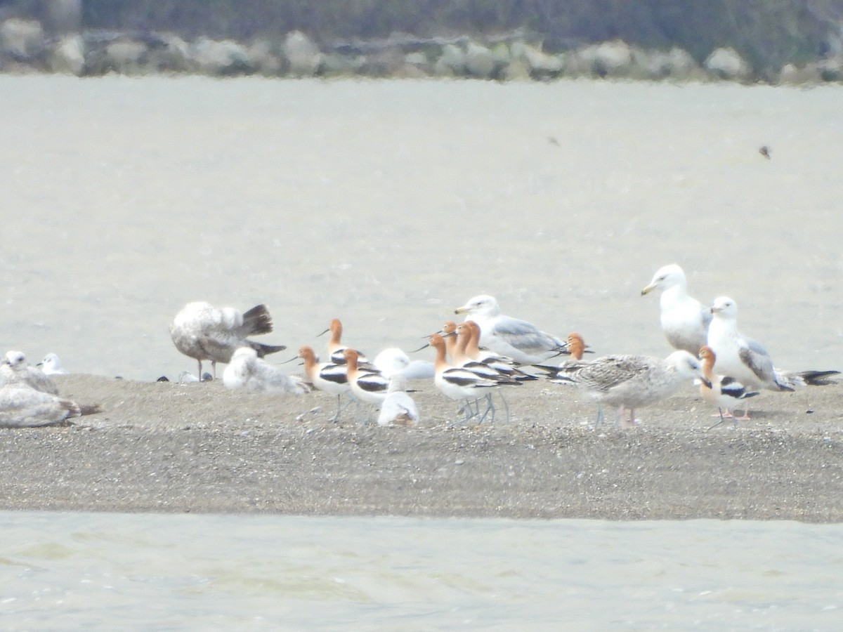 American Avocet - ML635274382