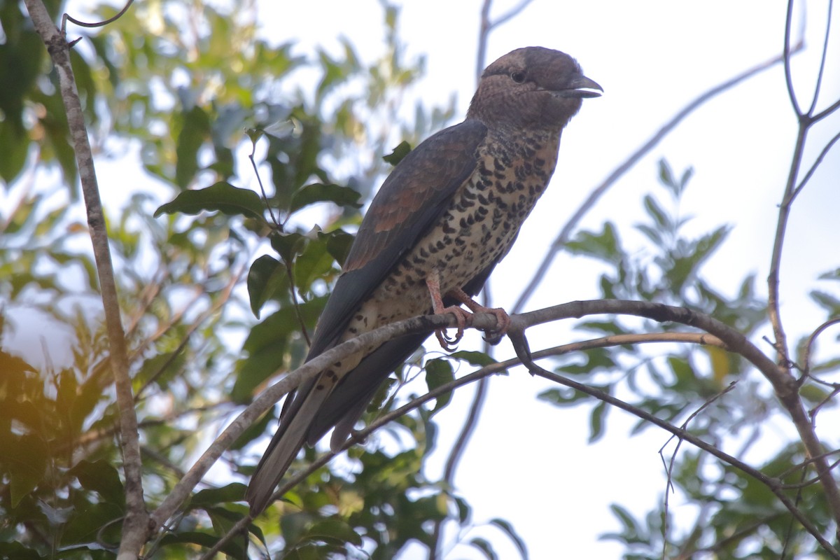Cuckoo-roller - ML635274415