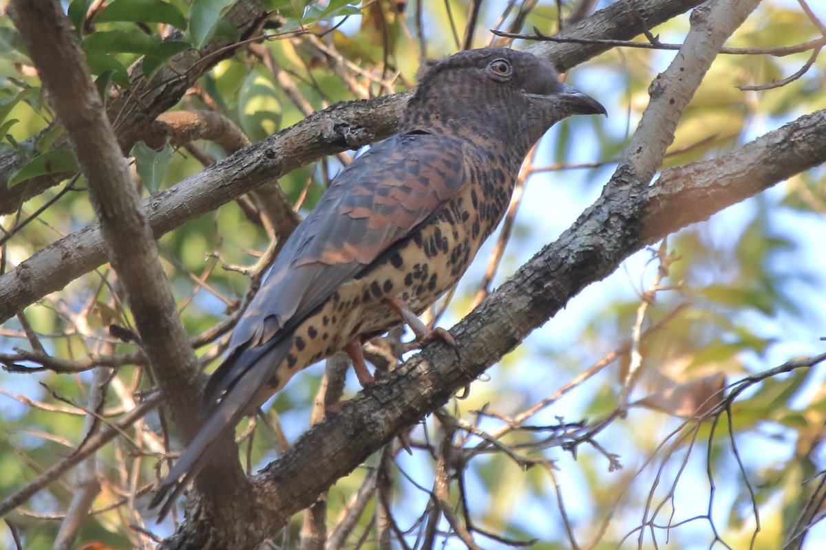 Cuckoo-roller - ML635274420