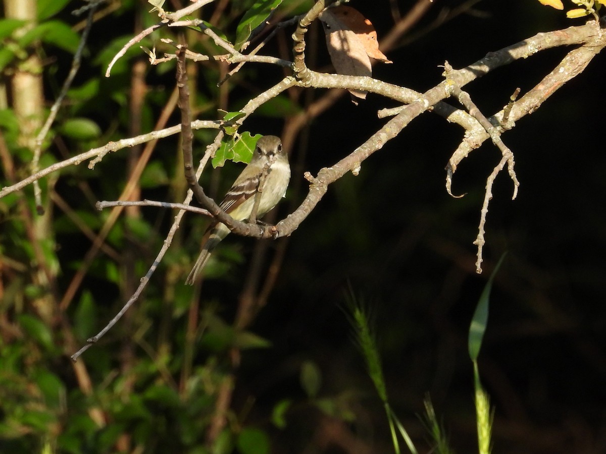 Least Flycatcher - ML635274463
