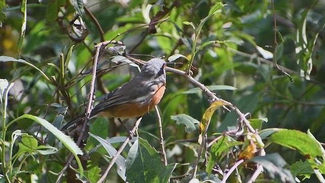 Rusty-browed Warbling Finch - ML635274498