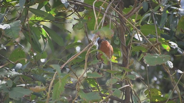 Rusty-browed Warbling Finch - ML635274501