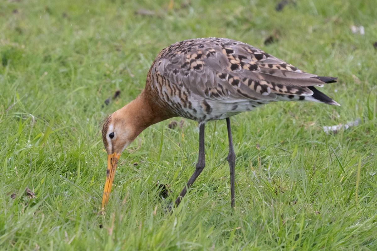 Black-tailed Godwit - ML635274535