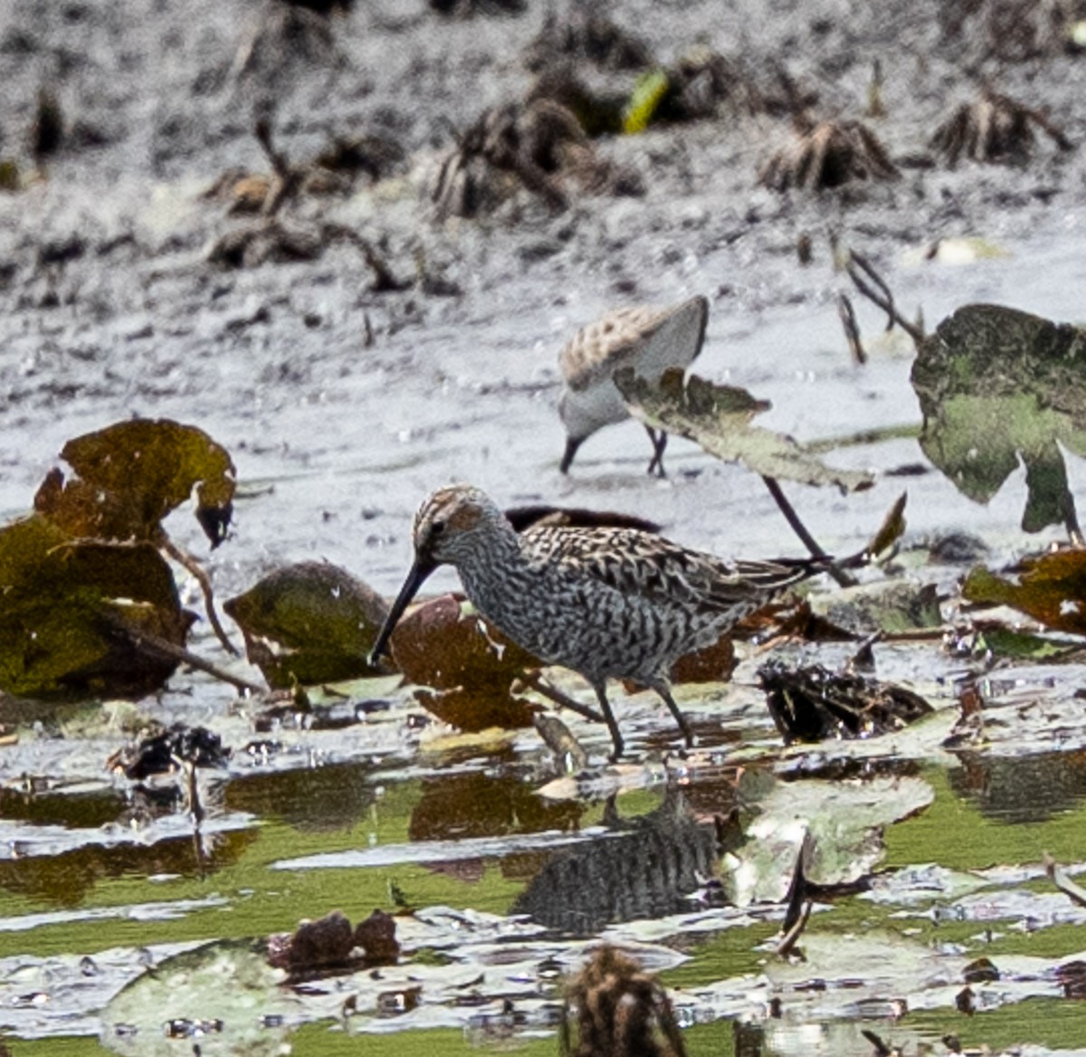 Stilt Sandpiper - ML635274542