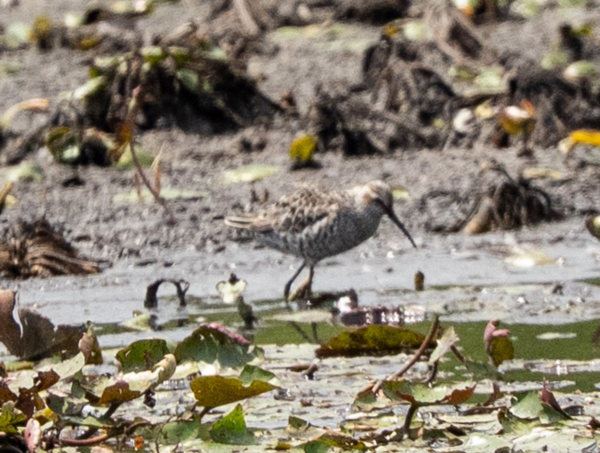Stilt Sandpiper - ML635274543