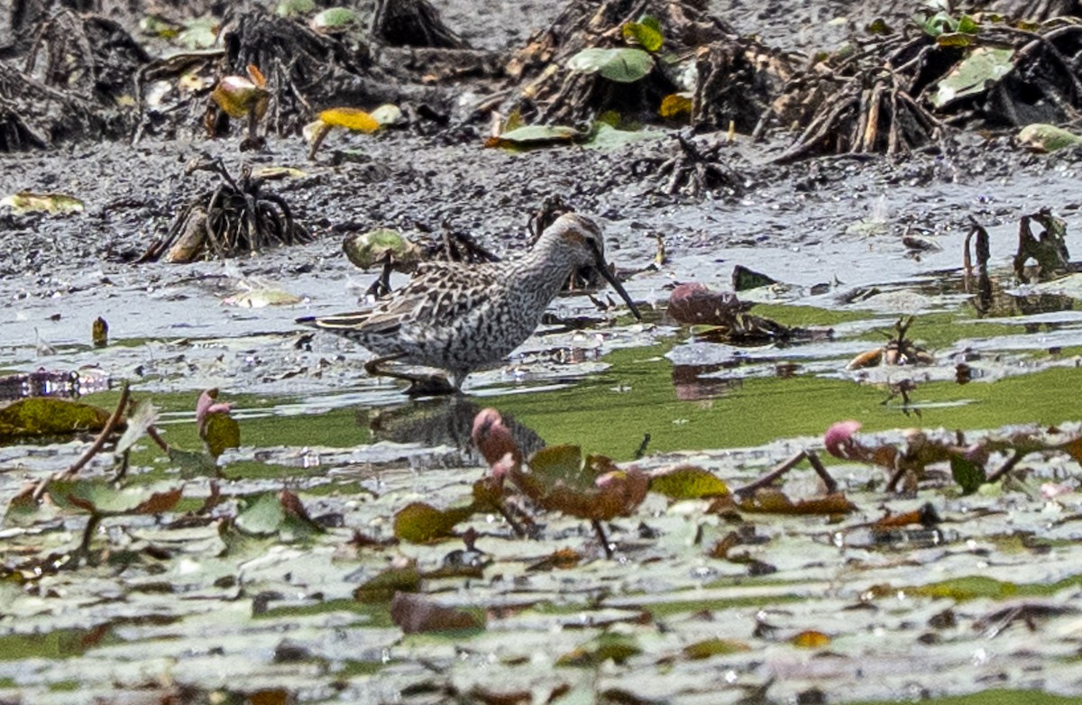 Stilt Sandpiper - ML635274544