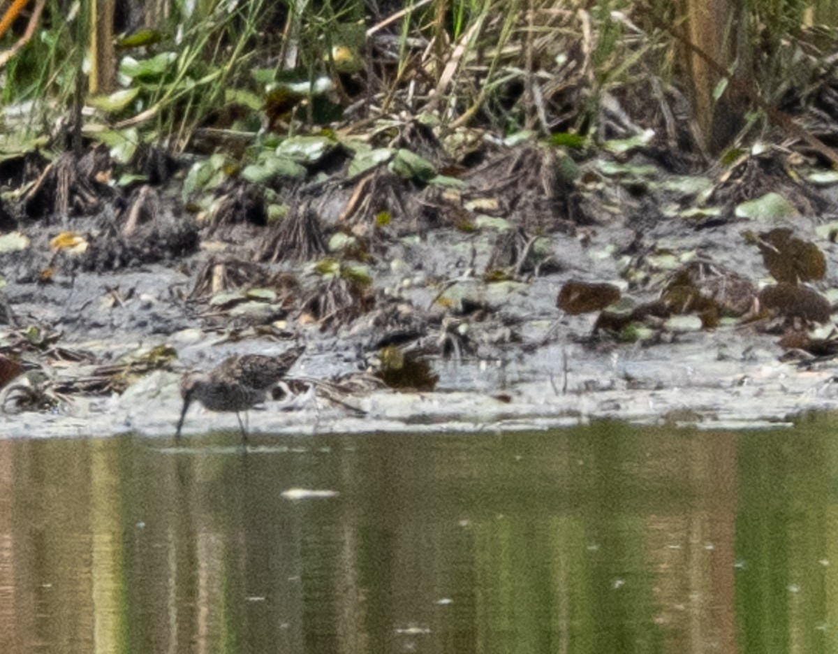 Stilt Sandpiper - ML635274545