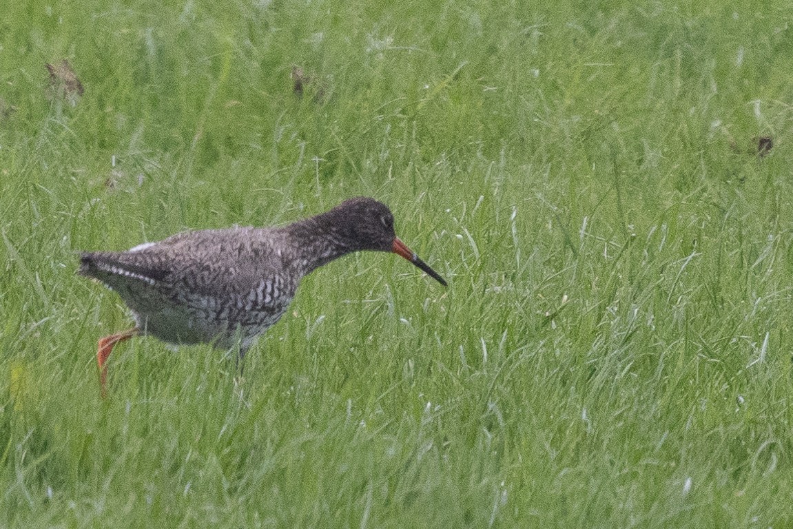 Common Redshank - ML635274577