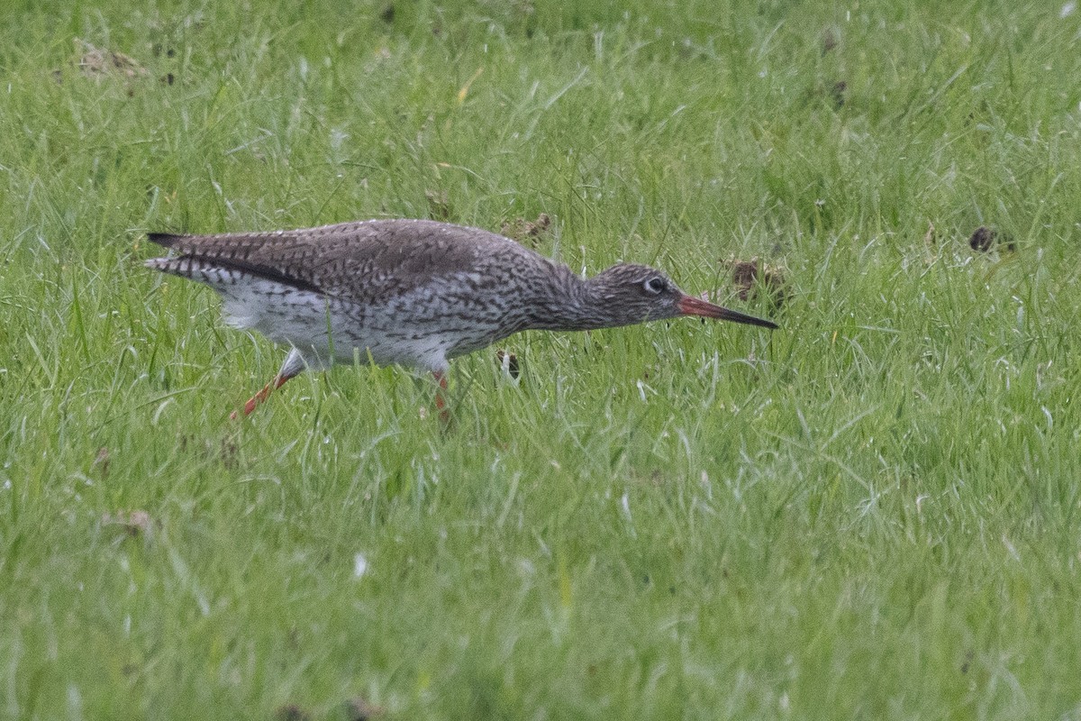 Common Redshank - ML635274578