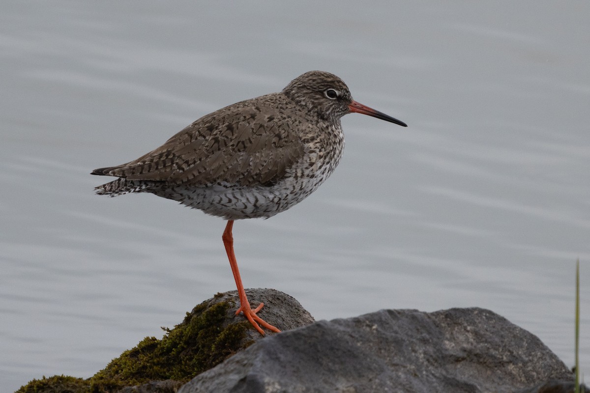 Common Redshank - ML635274580