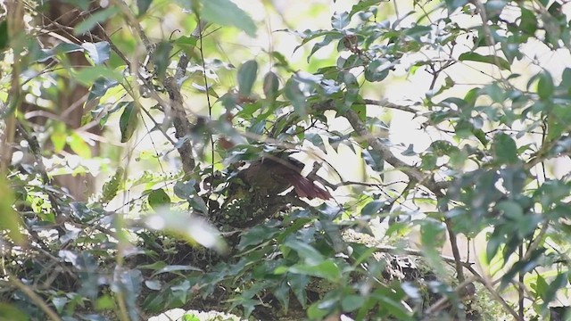 Buff-browed Foliage-gleaner - ML635274592