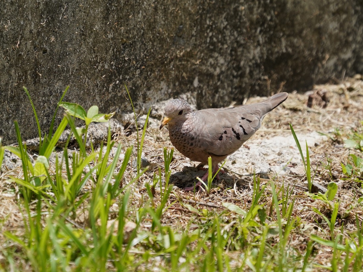 Common Ground Dove - ML635274733