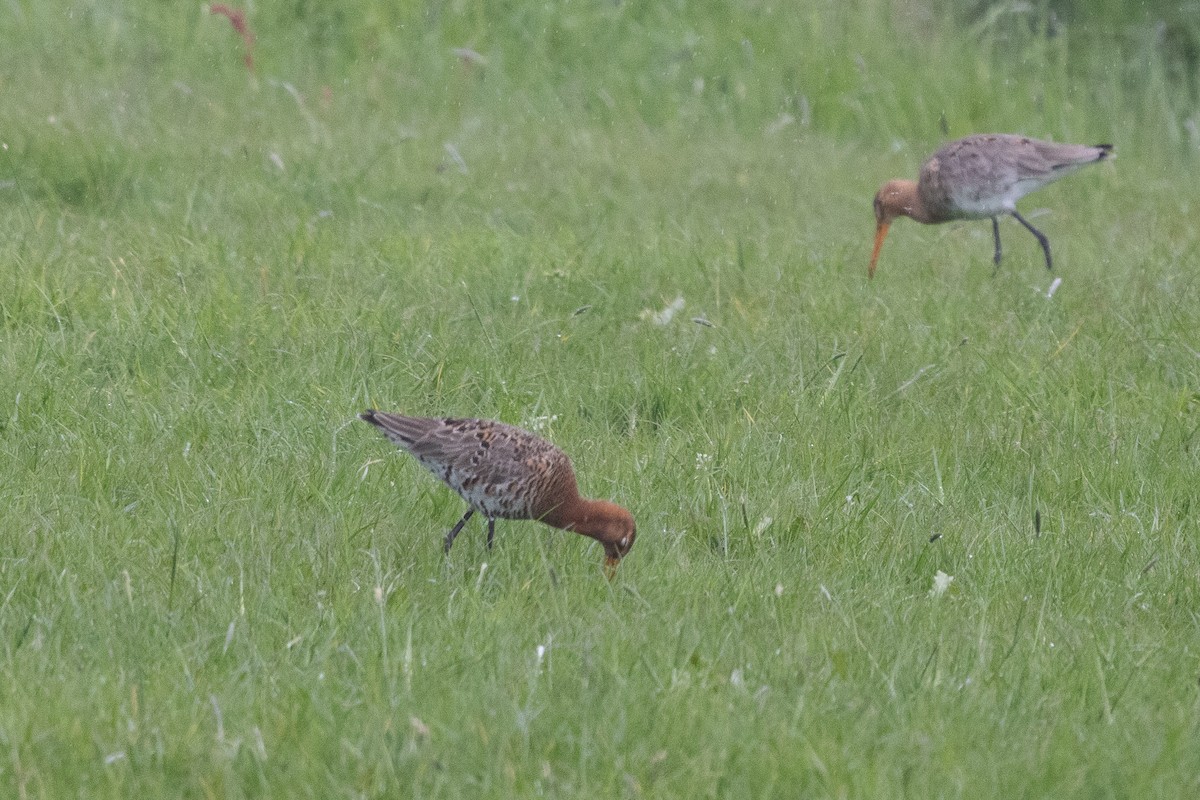 Black-tailed Godwit - ML635274786