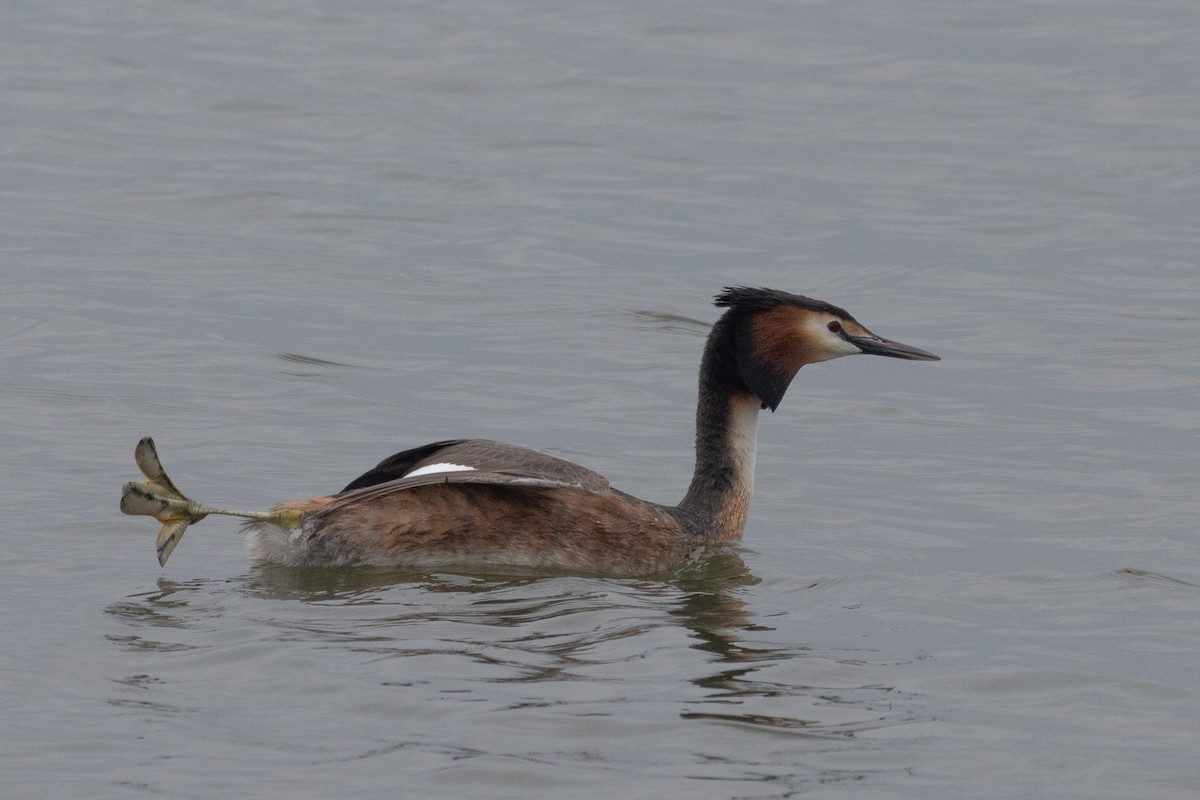 Great Crested Grebe - ML635274814