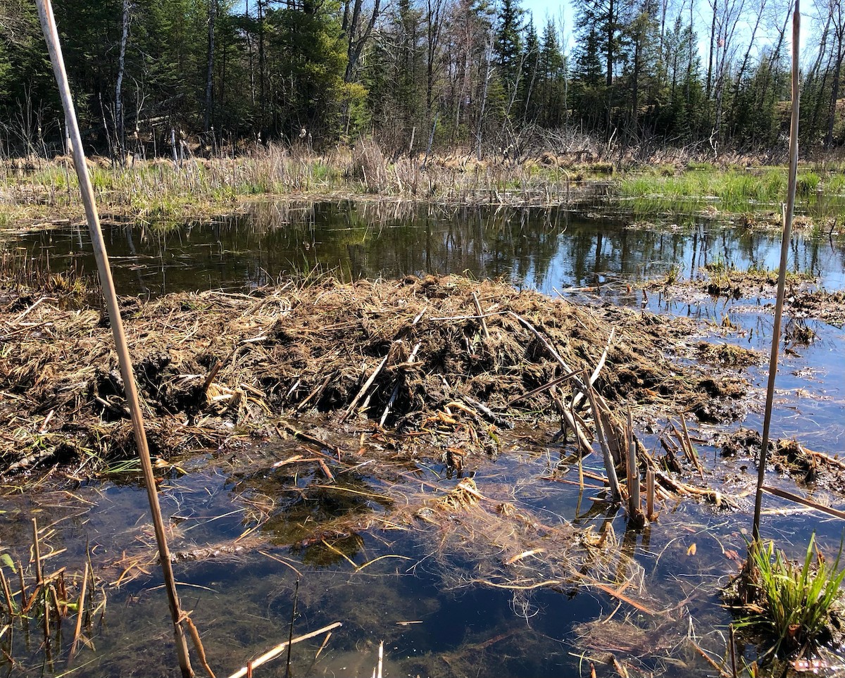 Trumpeter Swan - ML635274829
