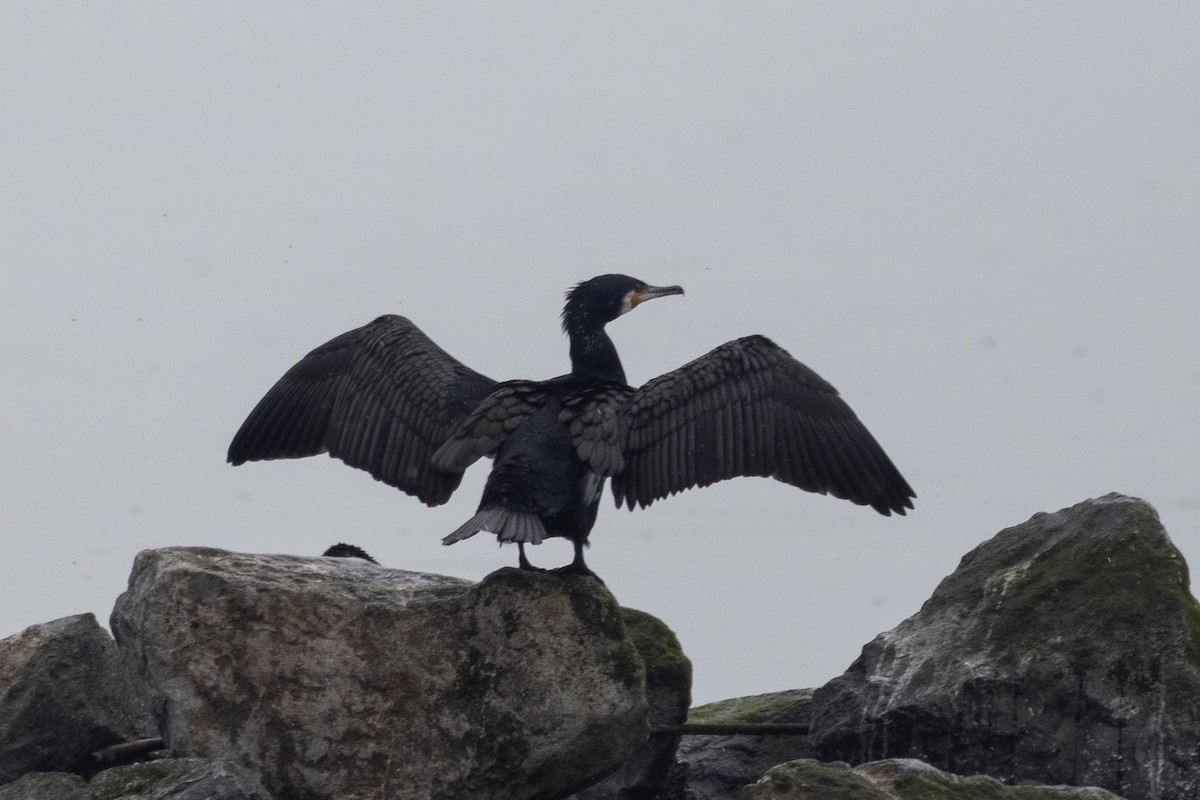 Great Cormorant - ML635274835