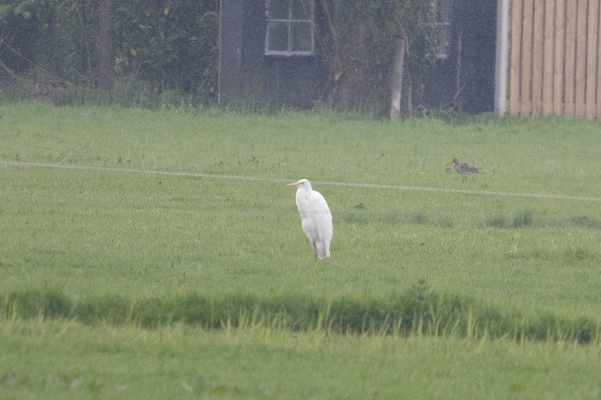 Great Egret - ML635274845