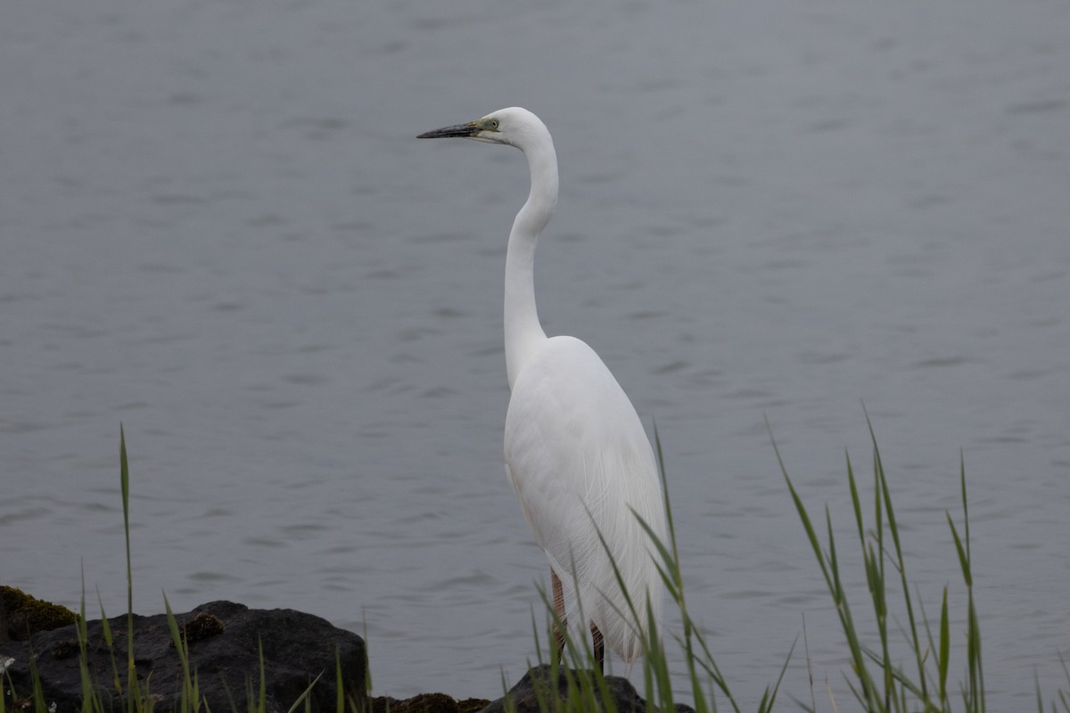 Great Egret - ML635274847