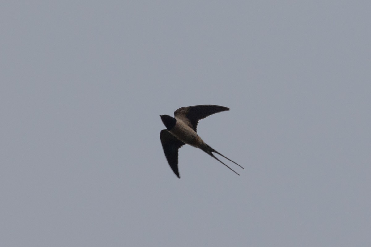 Barn Swallow - ML635274858