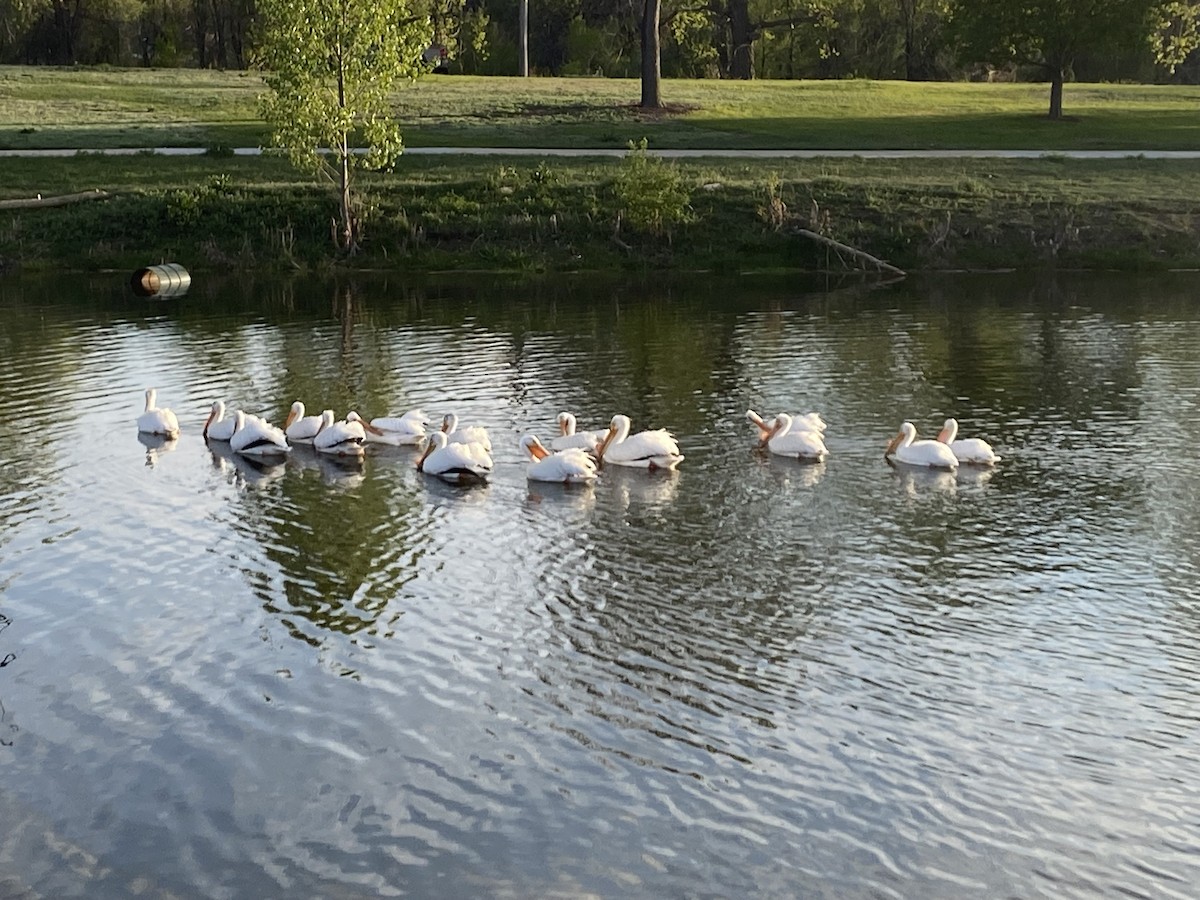 American White Pelican - ML635274863