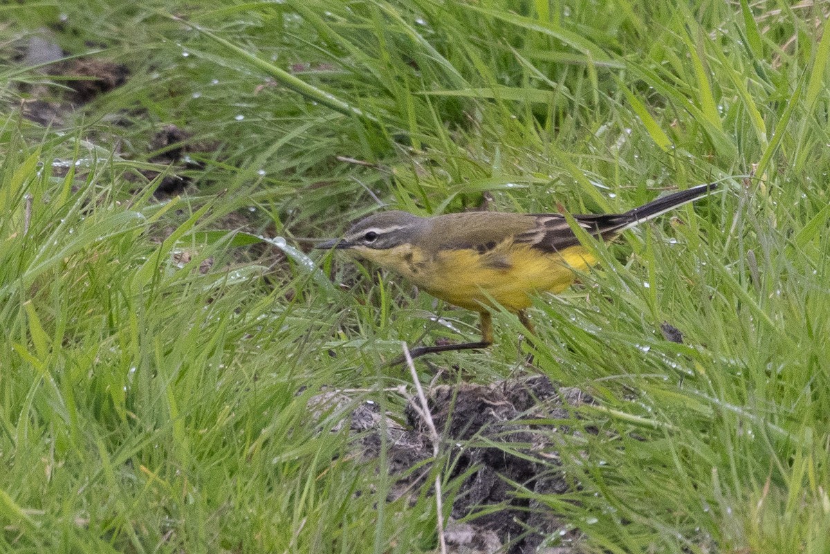 Western Yellow Wagtail - ML635274885