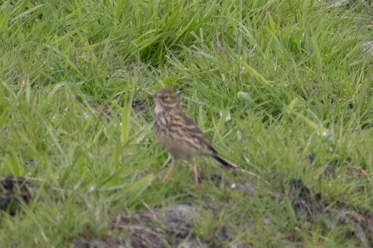 Meadow Pipit - ML635274898