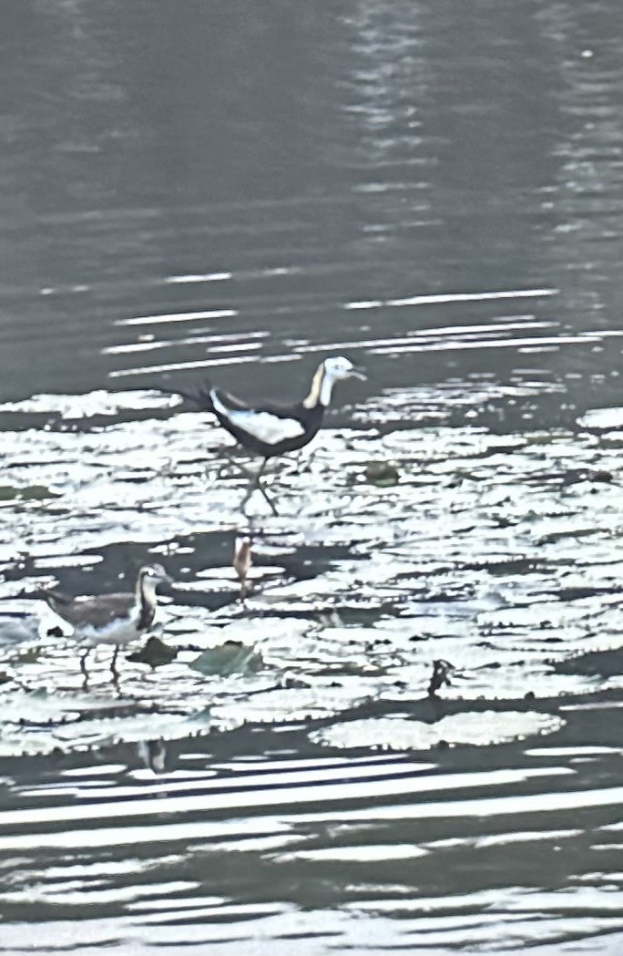 Jacana à longue queue - ML635274922