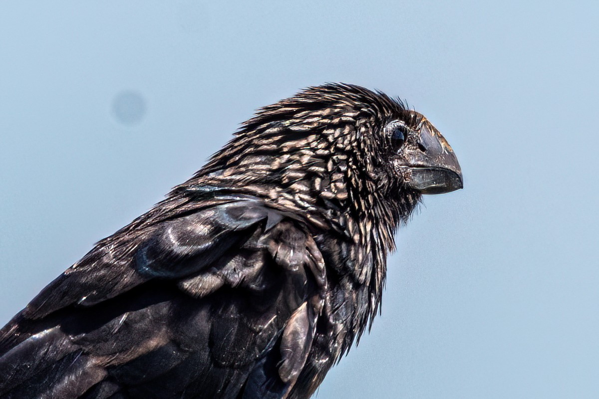 Smooth-billed Ani - ML635274947