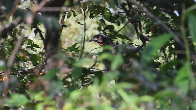 Red-faced Guan - ML635274948